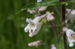 Eastern gray beardstongue